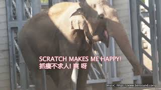 Itchy animals scratching themselves 動物抓癢不求人