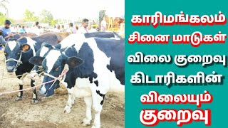 சினை மாடுகளின் விலை குறைவு காரிமங்கலம் மாட்டு சந்தை/karimangalam cow market.