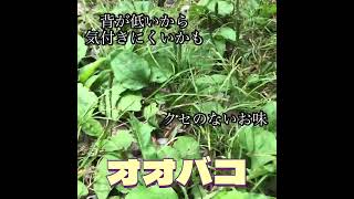 食べられる野草散歩その4（初夏）