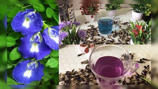 ચા પીને વાળ અને સ્કિન ને સ્વસ્થ બનાવો || Sankhpushpi Tea|| Butterfly 🦋 Pea Flower Tea ||