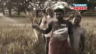 Nabarangpur Farmers In Tension As Rice Turns Chaff