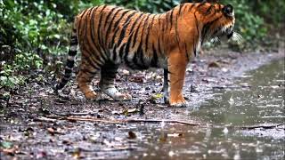 Tiger T23 🐅 | Tiger Valparai | Anamalai Tiger Reserve | Akkamalai Grass Hills | Valparai