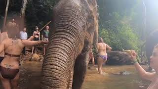 Mondulkiri Project - Elephant Sanctuary and 18km jungle hike highlights (2019)