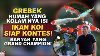 GREBEK KOLAM KOI PENUH IKAN GRAND CHAMPION SEMUA