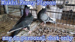 Mukhi  Fancy Pigeon | Semi Adult