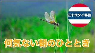 [五十代タイ移住]今日はゆるーく何気ない朝のひととき！ドローン空撮もあります