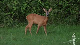 Sarna europejska - Capreolus capreolus - The European roe deer