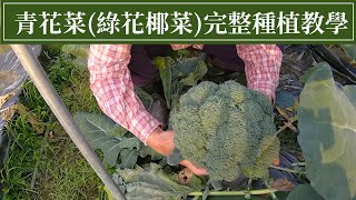 青花菜(西蘭花)完整種植教學 | 阿星種植