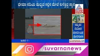 Karnataka Floods: Dog Stuck In Bheema River Raging Floods At Yadiri