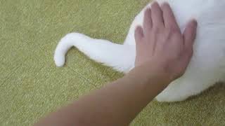 お尻ポンポンされるとどうしても尻尾が動いちゃう猫！