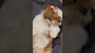 ♦犬🐶がTiktok,did I start a trendを踊ってみた😁 【💜シーズーてんちゃん日記　2歳】#shorts#シーズー＃Shih Ztu#てんちゃん日記#dog #dance