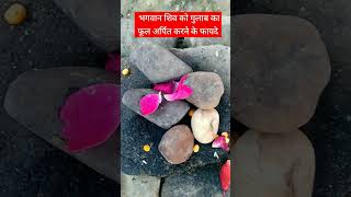 भगवान शिव को गुलाब का फूल अर्पित करने के फायदे 🔱🌿🌹🌹 #mantra #shiv #rose #viralvideo #shivpuran