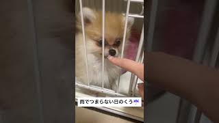 雨でお散歩にいけないくう☔️#ポメラニアン #pomeranian #子犬 #犬のいる暮らし #犬 #dog #animals #動物 #shorts