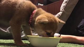 柴犬 子犬 こまめ【もりもりごはん食べ】 生後3ヶ月で1.7キロ★小さくてかわいい ASMR