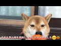 柿泥棒して逃走する柴犬　shibe stole a persimmon and ran away.