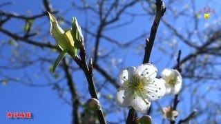 信義鄉 牛稠坑 - 柳家梅園 / 賞梅 《2016、01、09 》