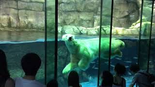 【水族館】魚と一緒に泳ぐ！シーパラの白くま　　[Aquarium] Swim with fish! Sea para white bear