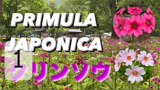 奥日光千手ヶ浜クリンソウPRIMULA JAPONICA【ПРИМУЛА ЯПОНСКАЯ - ПЕРВОЦВЕТ】