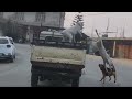 brave dogo argentino jump out from moving pick up truck dogoargentino mightyzeus mizoram mizo