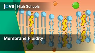 Membrane Fluidity | Bio | Video Textbooks - Preview
