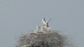 鳴門市コウノトリのヒナの羽ばたき練習