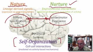 Early Brain Development part 1