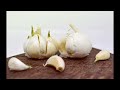 garlic planting in autumn what should be done to have high yields