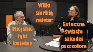 Wilki siorbią nektar - sztuczne światło szkodzi pszczołom - miejskie łąki kwietne