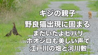 可愛いキジ親子 綺麗に囀るホオジロ 江戸川野鳥