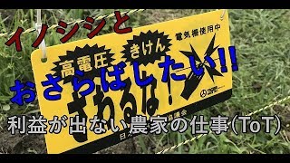 【獣害対策】【援農】これが農家の仕事!!?電気柵の設置方法から管理まで。#稲屋の田舎チャンネル