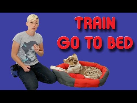 The EASIEST way to train your puppy to go to his bed - Dog training The EASIEST way to train your puppy to go to his bed - Dog training