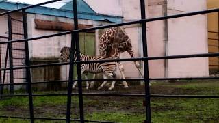 おびひろ動物園 アミメキリン チャップマンシマウマ 2018.07.07 DSC 0034