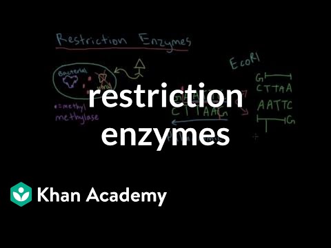 What do restriction enzymes restrict?