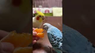 オカメインコ×セキセイインコ、仲良しおやつタイム