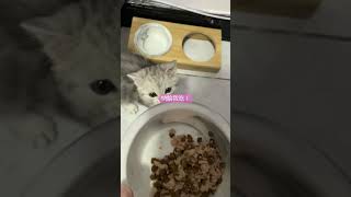 【幼貓日常Vlog】吃貨貓咪neko 出現了｜開始訓練用乾飼料加罐罐｜美國短毛貓