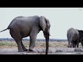 wonders of botswana the best places in botswana travel video 4k