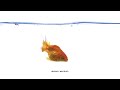 Download Vampire Weekend Big Blue Official Audio mp3