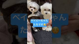 膝乗りワンコ笑笑　#子犬 #マルプー #マルチワ #dog #犬のいる暮らし