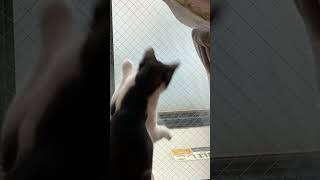 雪を初めて見た猫