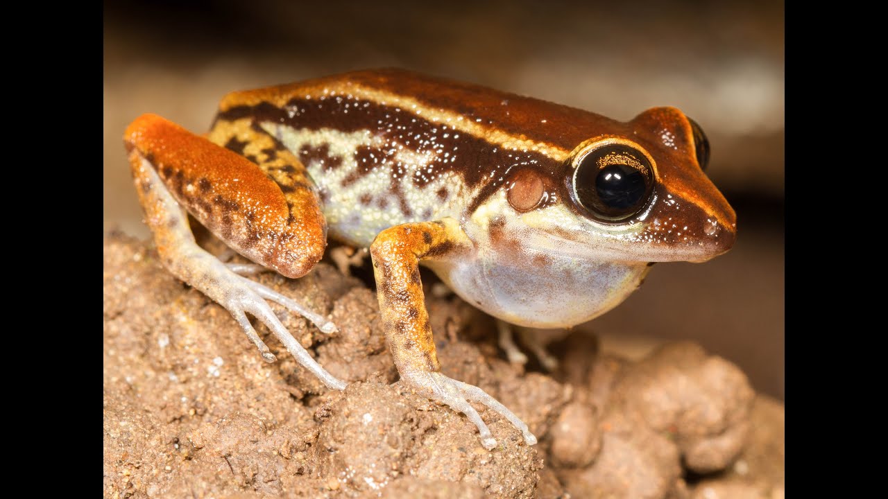 Amphibian Behavior and Diversity