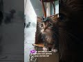 Kasihan sekali kucing ini 😿 Ada yang mau adopsi kucing ini #cat #catlover #shortvideo #shorts #fyp