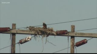 Thousands in Spokane Valley will lose power to protect ospreys