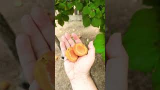 Flavor Delight Apriums Are Ready! Apricot #gardening