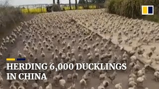 Chinese woman plays “mummy duck” to lead 6,000 ducklings on daily walks