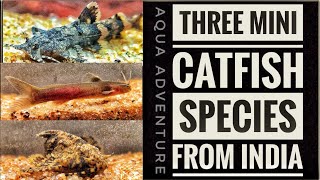 3 Mini CATFISH species from INDIA | planted tank  | Aqua adventure |