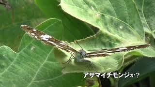 30秒の心象風景17327・翅を開閉する～アサマイチモンジ～