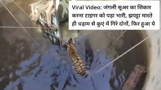 सुअर का पीछा करता बाघ भी गिरा कुंआ में!Viral Video! Bagh Aur Suar!