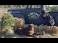 This Pennsylvania farm features Newfoundland dogs who pull your Christmas tree to your car