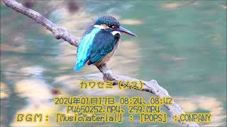 カワセミ（メス）：2024年01月17日動画撮影。