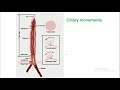 cell physiology physiology